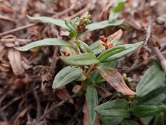 Persicaria prostrata