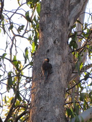 Climacteris erythrops