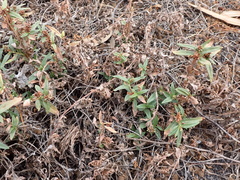 Persicaria prostrata