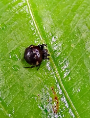 Araneus nox