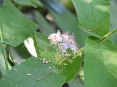 Callicarpa rubella