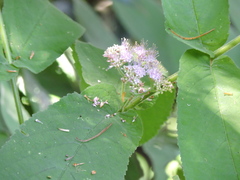Callicarpa rubella
