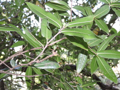 Quercus phillyreoides