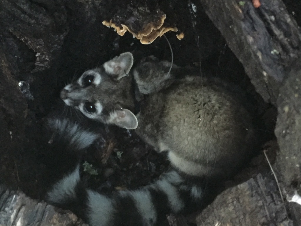 California Ring-tailed Cat