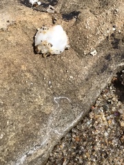 Crepipatella lingulata