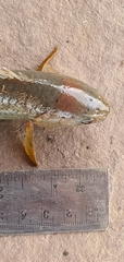 Anabas testudineus