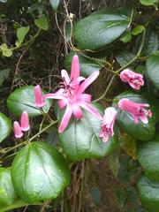 Passiflora orbiculata