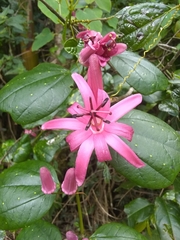 Passiflora orbiculata