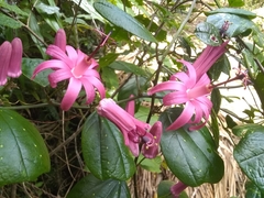 Passiflora orbiculata