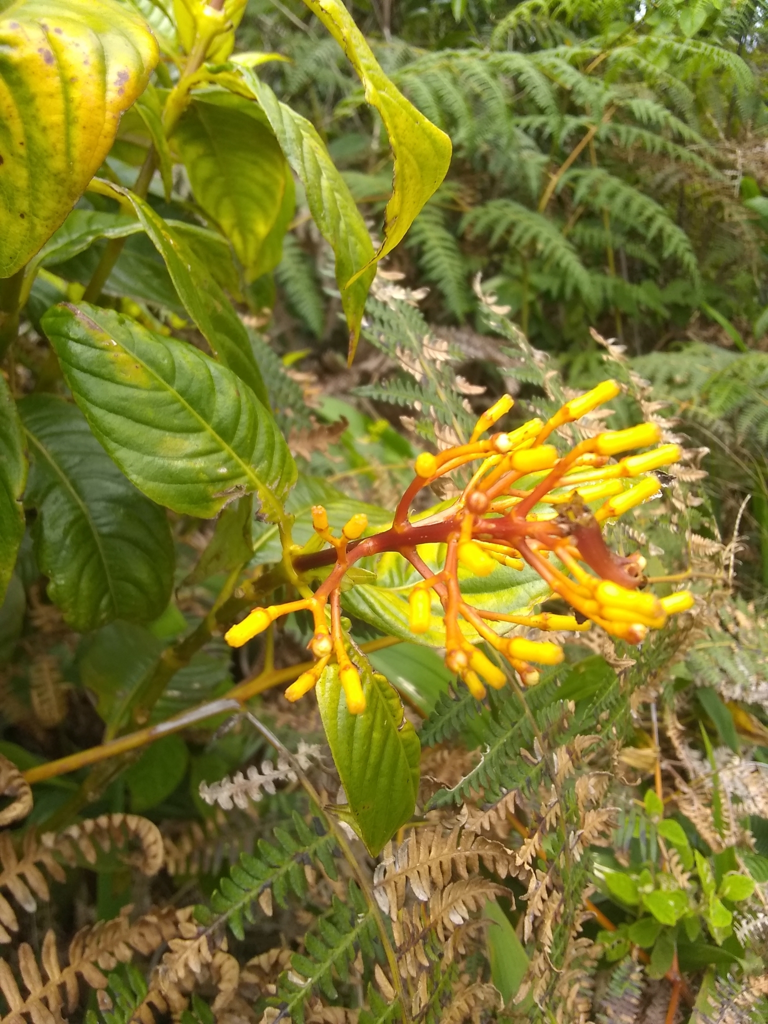 Palicourea alpina
