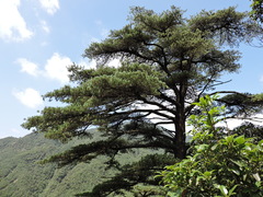 Pinus fenzeliana