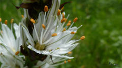 Asphodelus albus delphinensis