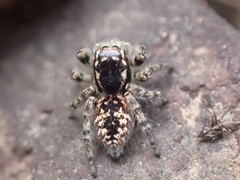 Philaeus chrysops