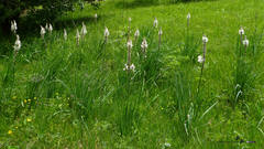 Asphodelus albus delphinensis