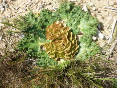 Arctopus monacanthus
