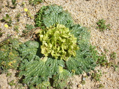 Arctopus monacanthus