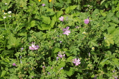 Malva sylvestris sylvestris