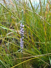 Amphithalea axillaris