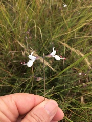 Syncolostemon parviflorus