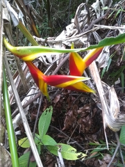 Heliconia bihai