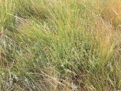 Syncolostemon parviflorus