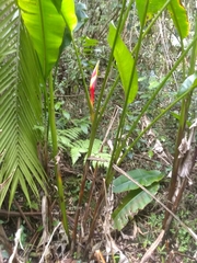 Heliconia bihai