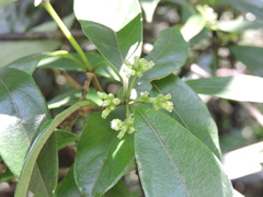 Gynochthodes umbellata