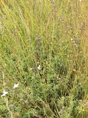 Syncolostemon parviflorus