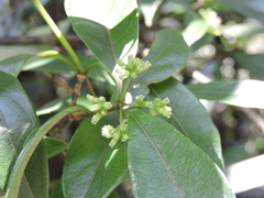 Gynochthodes umbellata