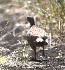 Francolinus francolinus