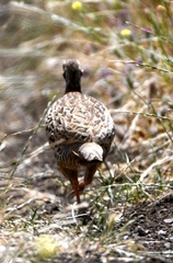 Francolinus francolinus