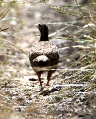 Francolinus francolinus