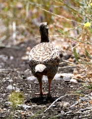 Francolinus francolinus