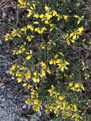 Genista januensis