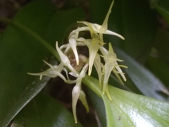 Pleurothallis ruscifolia