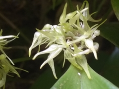 Pleurothallis ruscifolia