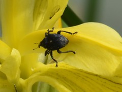 Mononychus punctumalbum