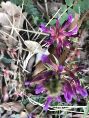 Astragalus monspessulanus monspessulanus