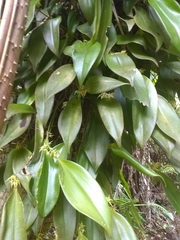 Pleurothallis ruscifolia