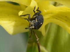 Mononychus punctumalbum