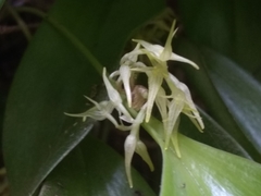 Pleurothallis ruscifolia