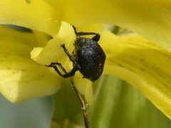 Mononychus punctumalbum