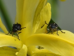 Mononychus punctumalbum