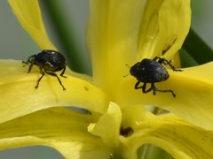 Mononychus punctumalbum