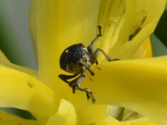 Mononychus punctumalbum