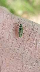 Polydrusus formosus