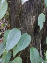 Piperales