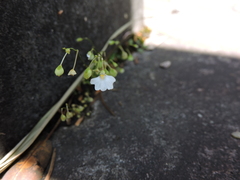 Utricularia striatula