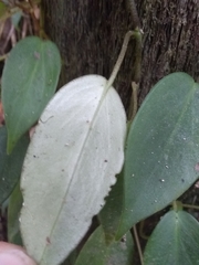 Piperales