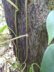 Piperales